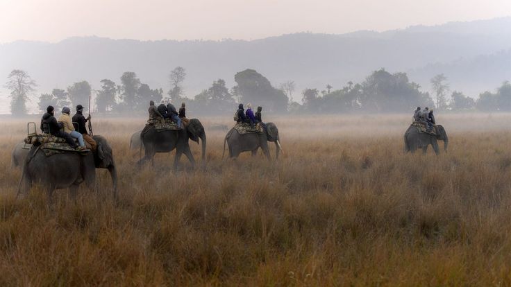 Kaziranga National Park